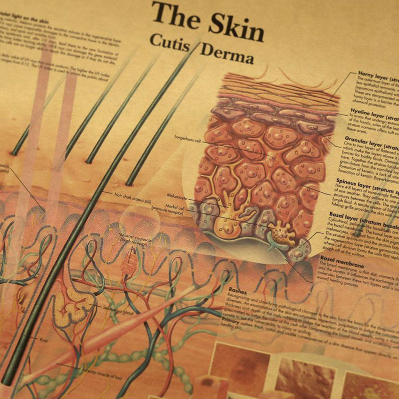 Tranh vẽ dán tường phòng học bằng giấy kraft hình vẽ mô tế bào da cơ thể người