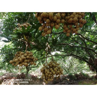 Long nhãn sấy khô Hưng Yên (Loại 1)