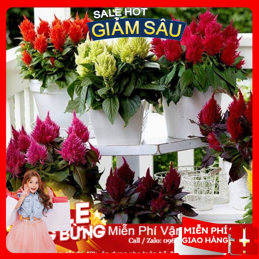 Hạt Giống Hoa Mào Gà Lửa - 50 Hạt / Gói