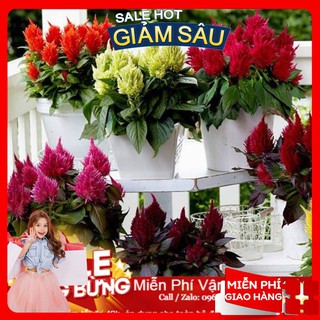 Hạt giống hoa mào gà lửa - 50 hạt / gói