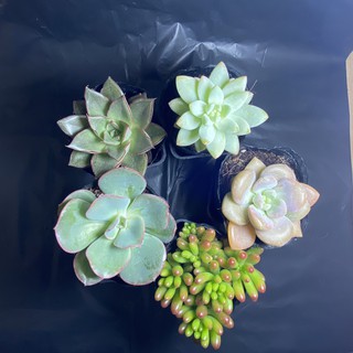 combo 5 bầu sen đá các loại