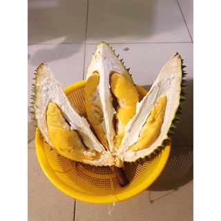Sầu Riêng Ri6 100k/kg