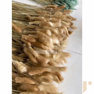 Cỏ đuôi thỏ, màu tự nhiên - HÌNH CHỤP THẬT