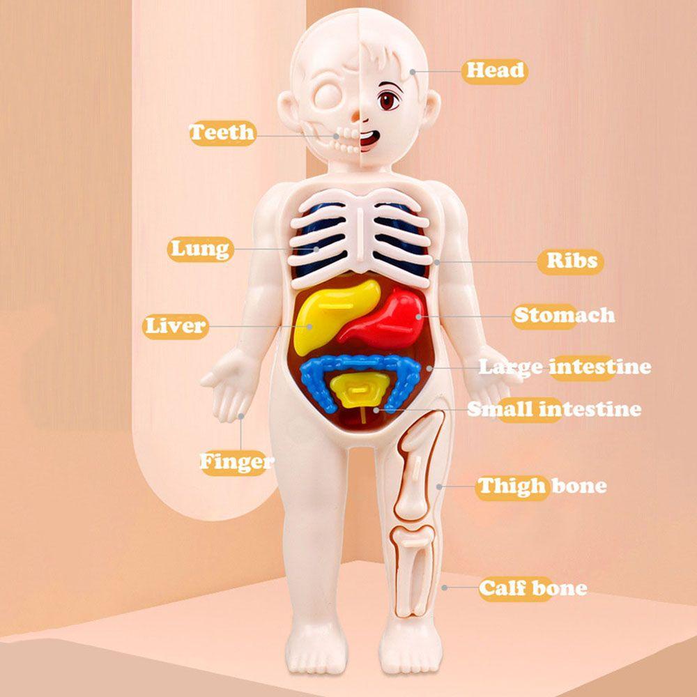RAINBOW Mô Hình Cơ Thể Người Bằng Nhựa Theo Phương Pháp Montessori