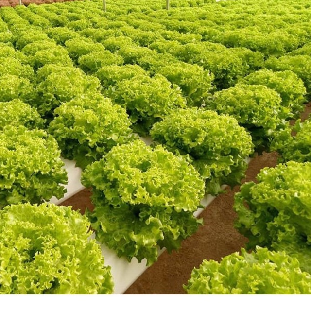 Hạt giống xà lách xoăn xanh, xà lách mỡ dễ trồng