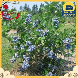 Hạt Giống Việt Quất Biberry