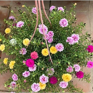 Hạt giống hoa mười giờ Mỹ - hieumoden
