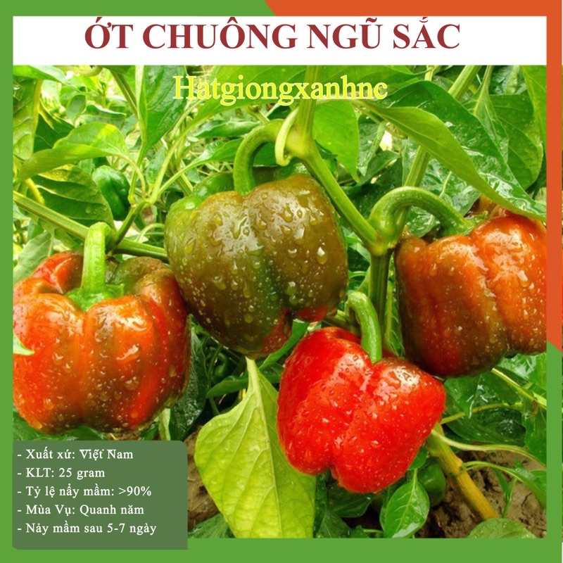 Hạt Giống Ớt Chuông ngũ Sắc, gói 30 hạt năng suất cao, dễ trồng.