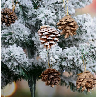 BỊCH 9 QUẢ THÔNG KHÔ A28 - Phụ kiện trang trí