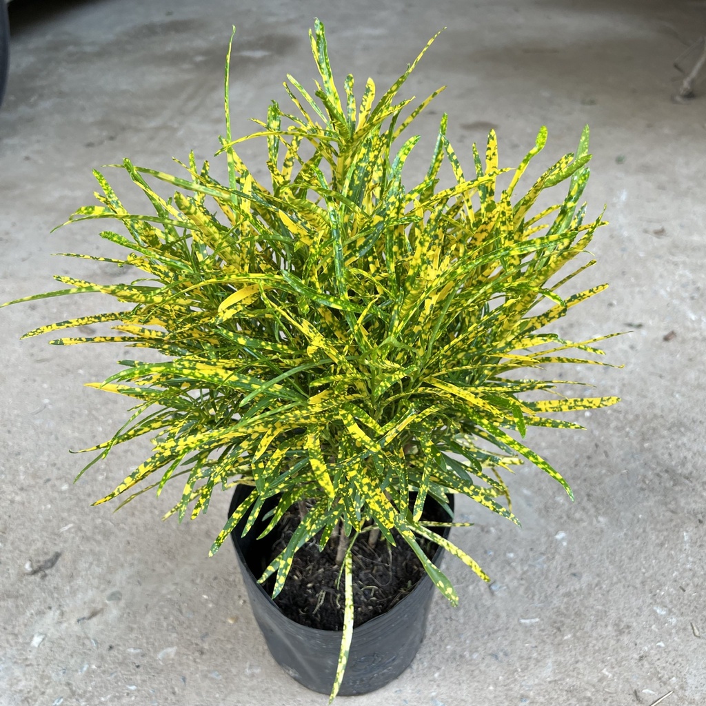 Cây cô tòng đuôi lươn cao 25-30cm, cây cảnh trang trang trí quán cà phê, ban công, sân vườn và ven tường