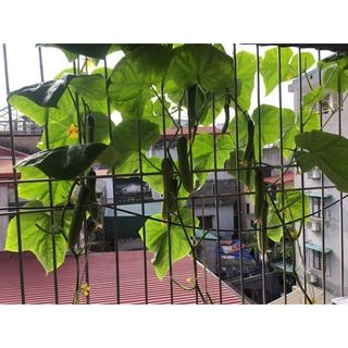 Hạt giống dưa chuột hàn quốc