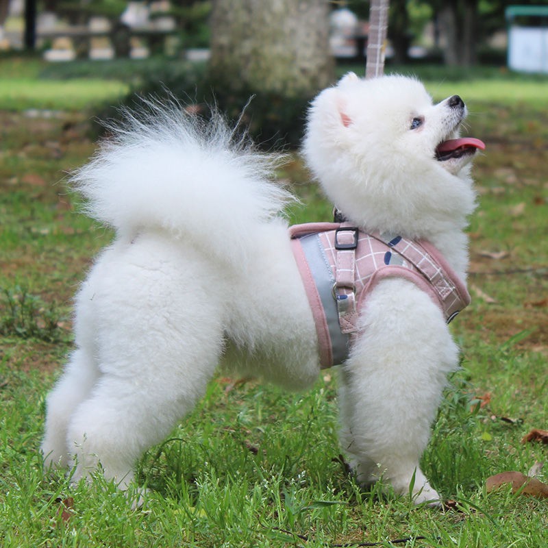 Dây xích cho chó mùa xuân và hè nhỏ Bichon Pomeranian cỡ trung Pug nịt ngực kiểu vest