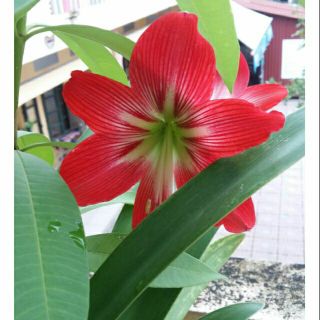 Củ lan huệ đỏ đô có sẵn lá và rễ (mua nhiều giảm giá)