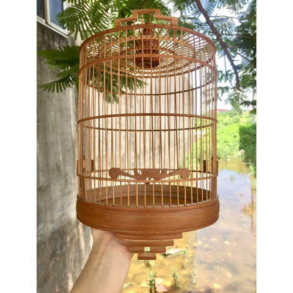KHUYÊN HOA MAI ĐẦU BẰNG DÀNH CHO CHIM ỐC MÍT