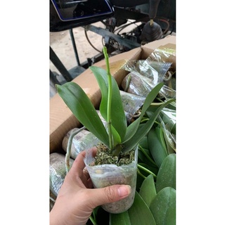 Sh2 lan hồ điệp lỗi lá hoặc gãy ngồng