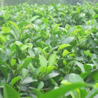 Cây giống chè xanh,trà xanh