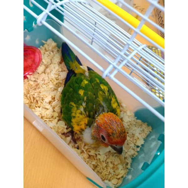 1kg Mùn cưa nén lót ủ chim con , hamster..