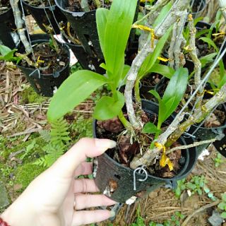 Hoa phong lan tr tím rừng chậu phi 12