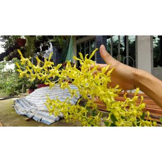 Hoa lan dendro nắng rồng vàng cây tơ