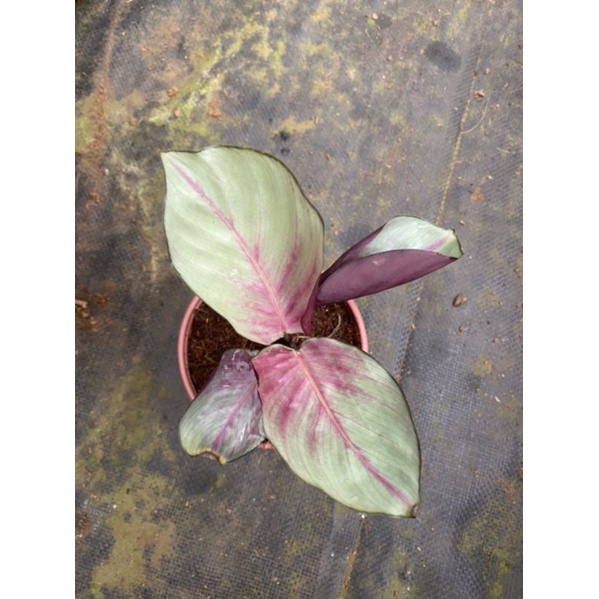 Chậu cứng Đuôi công lá bạc