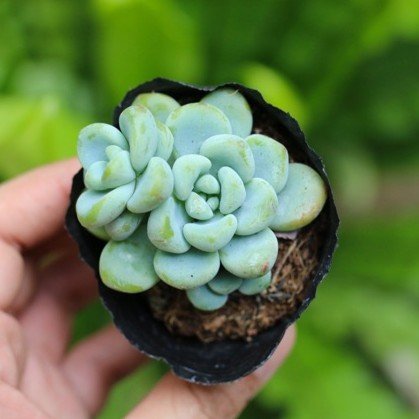 Sen đá sỏi thiên thanh 5-7cm - Vườn sen đá