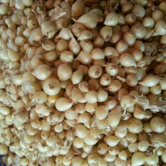 Mình ở hưng yên có lấy số lượng hành tăm cho bé dùng hơi nhiều để lại cho mẹ nào có con nhỏ bị ho. Mũi sử dụng hiệu quả