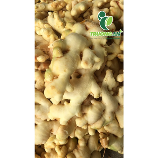 (Chỉ giao HCM) - CỦ GỪNG TƯƠI 100G