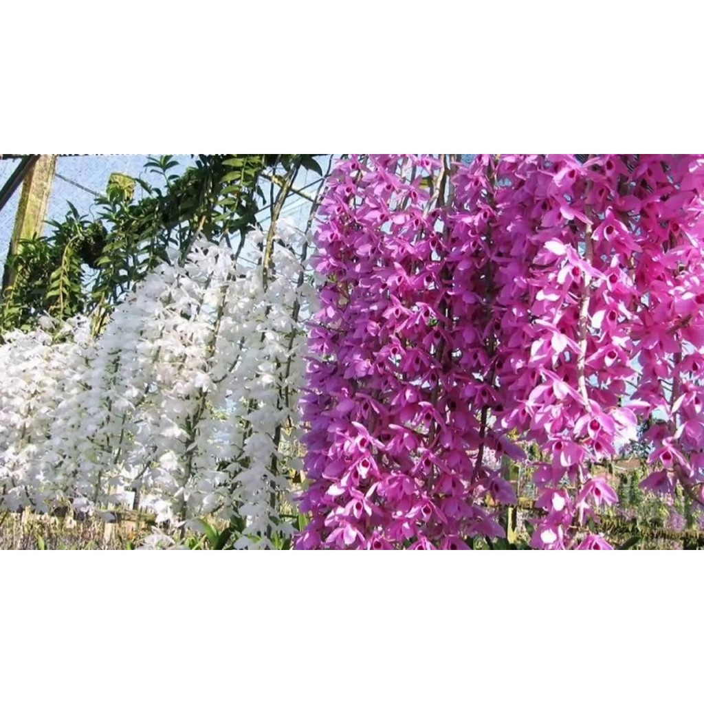 Hoa lan Hawai Trắng Tím lẫn