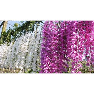 Hoa lan Hawai Trắng Tím lẫn