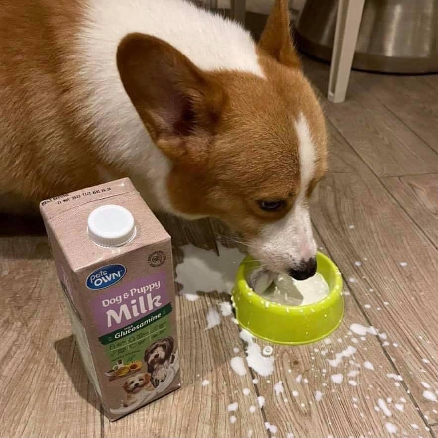 SỮA TƯƠI ÚC DÀNH RIÊNG CHO CHÓ MÈO