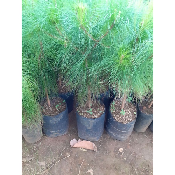 2 cây thông cao khoảng 60cm