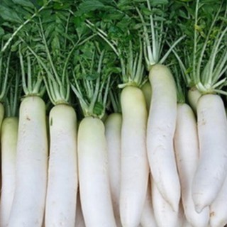 20gram HẠT GIỐNG CỦ CẢI TRẮNG