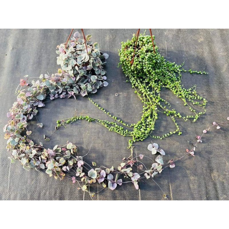 Chậu cứng 2 loại string var tuyệt đẹp