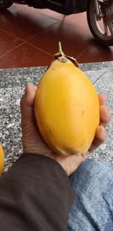 Chanh leo vàng ngọt colombia