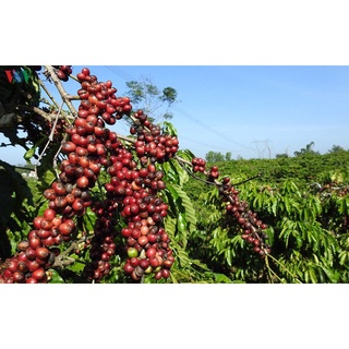 Cà phê rang xay mộc