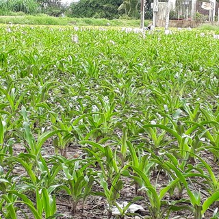 Củ giống trinh nữ hoàng cung - củ nhỏ