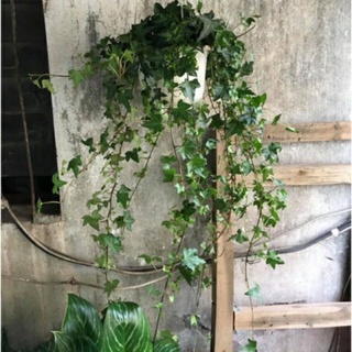Cây Thường Xuân ( Chậu Treo Lớn )