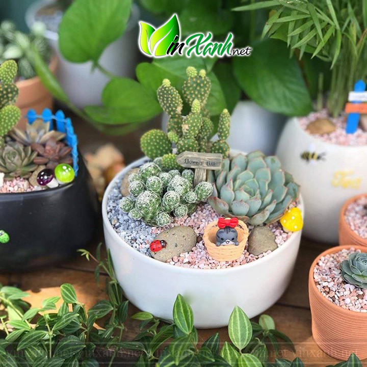 Chậu Sứ Trồng Cây Cảnh Mini, Sen đá, Xương rồng, Tiểu Cảnh Terrarium Hình Trụ Thấp