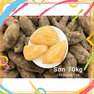 Củ Sâm đất hoàng y tý Lào cai
