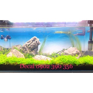 Tranh 3d dán bể cá trang trí bể cá nhiều kích thướt chọn lựa