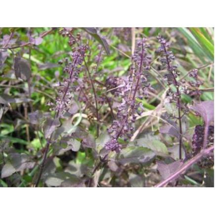 1kg Cây hương nhu khô hàng loại 1