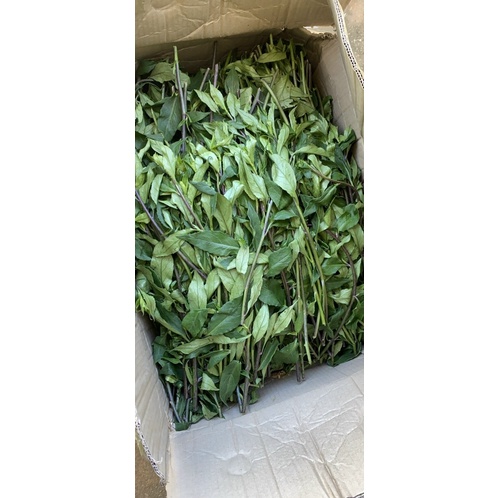 Rau Bâu Đât - Rau sạch nhà vườn ĐÀ LẠT