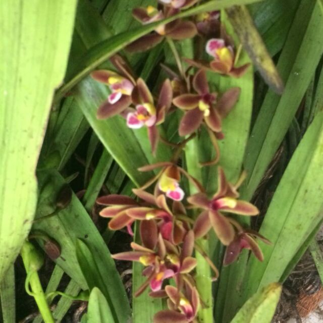 Kiếm đỏ hoa thơm