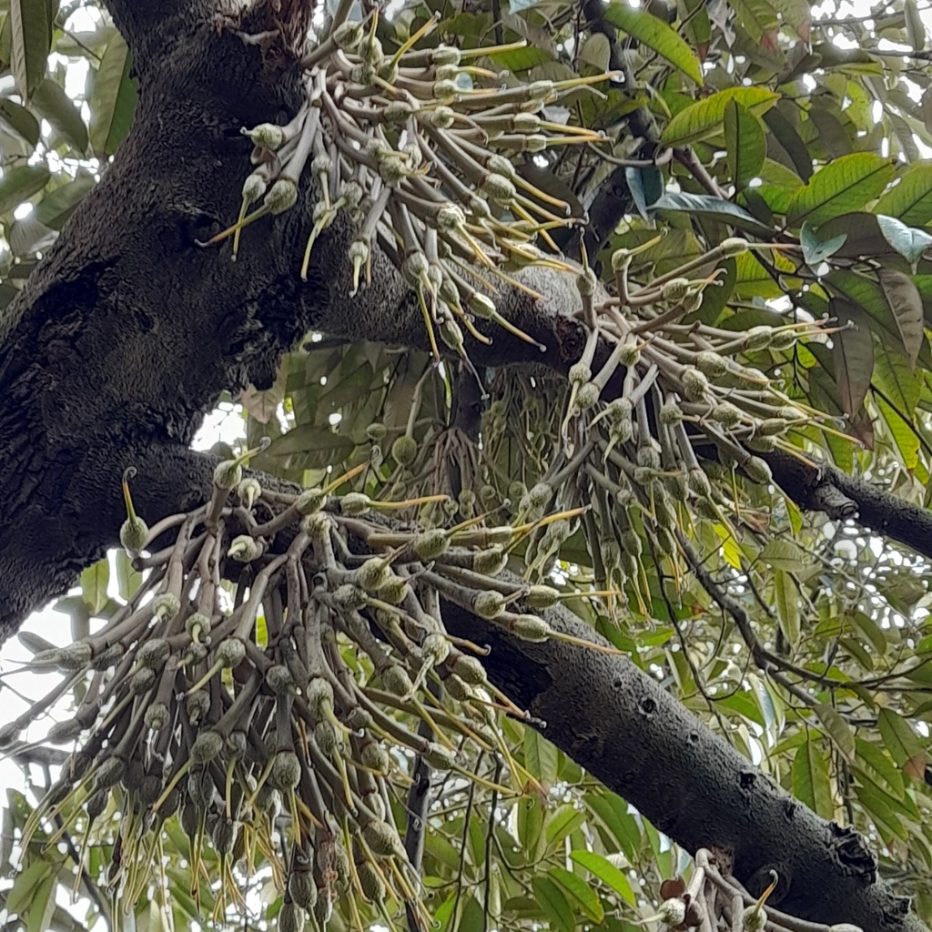 Phân Bón Lá Sinh Học FLORILEGE ULTRA LÂN KALI HỮU HIỆU Nhập Nguyên Chai Từ Pháp
