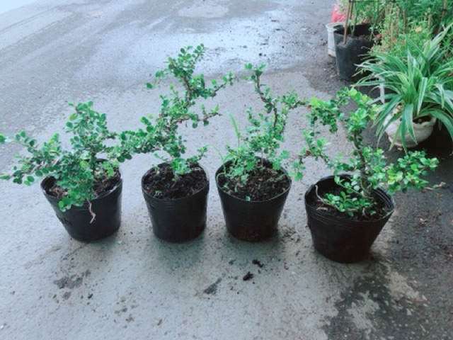 Linh Sam Núi Bonsai