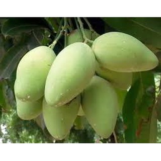 cây xoài cát hòa lộc
