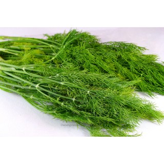 Hạt Giống Rau Thì Là HNX 20gr