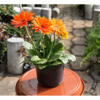 Hạt Giống Hoa Đồng Tiền Mix