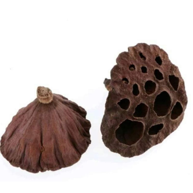 Đài hoa sen khô tự nhiên trang trí decor