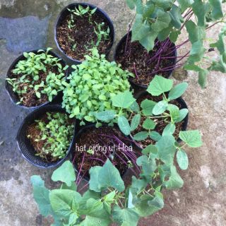 Hạt giống Cải ngọt dễ trồng - dễ chăm sóc